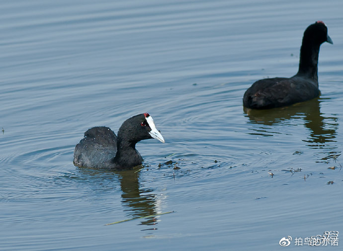 憨大黑粗骨顶鸡