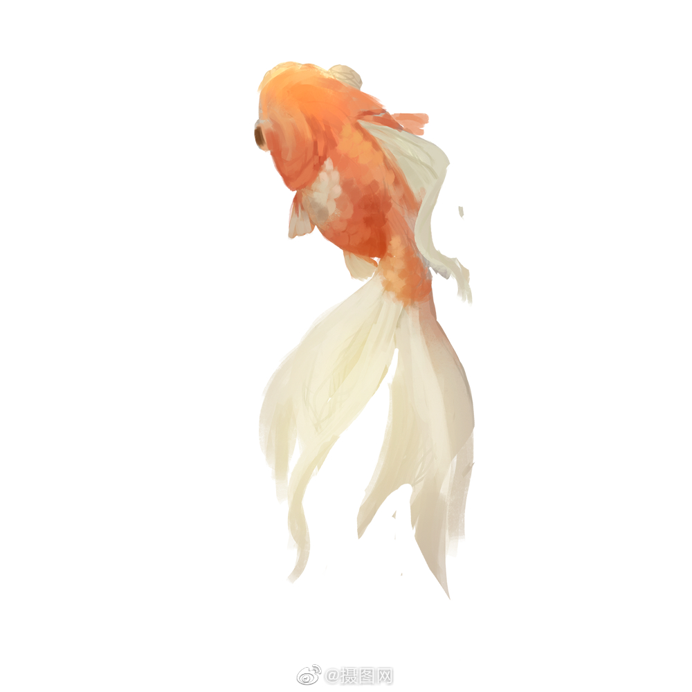 免抠素材|中国风锦鲤手绘插画,转发得好运!