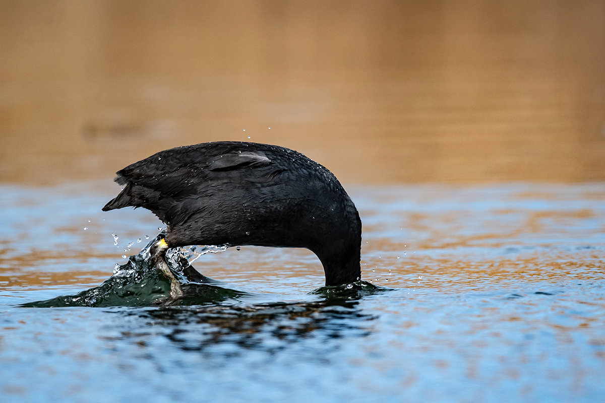 憨大黑粗骨顶鸡