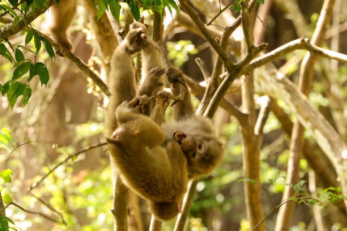 福建武夷山生态美猴儿乐