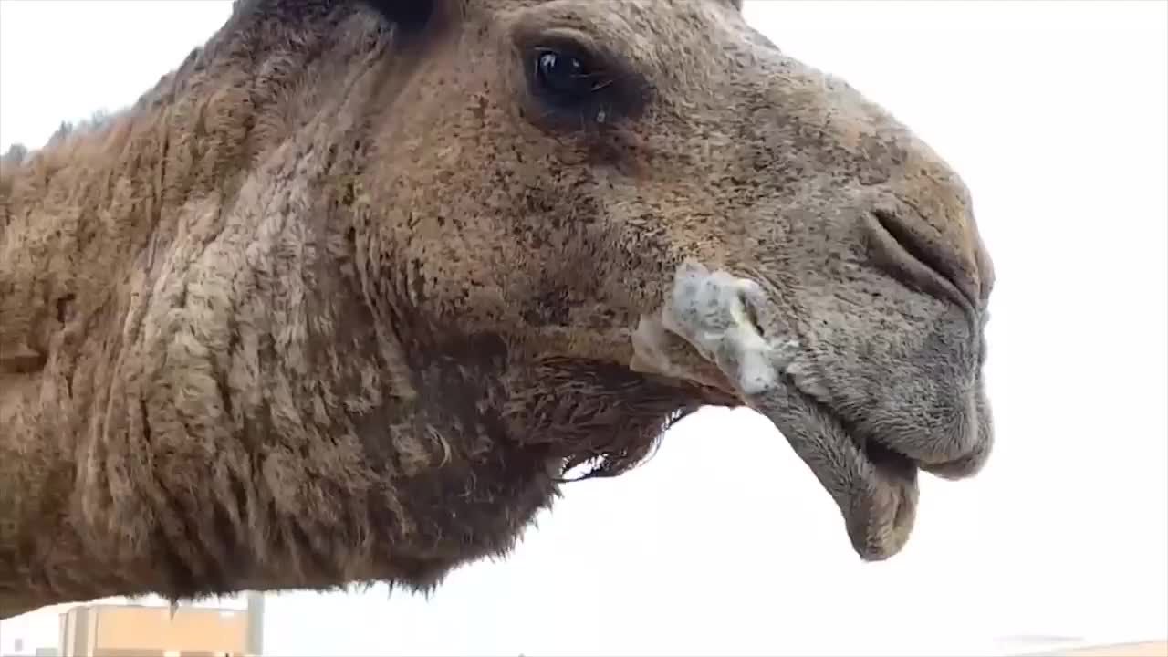 骆驼吐出一个粉红色的肉球这到底是啥
