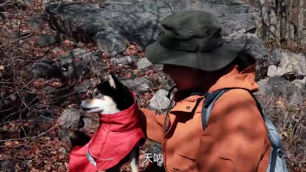 第一次带狗徒步：柴犬真的很适合一起爬山！|宠物狗|狗生|猎犬|胡辛束|焦虑_新浪新闻