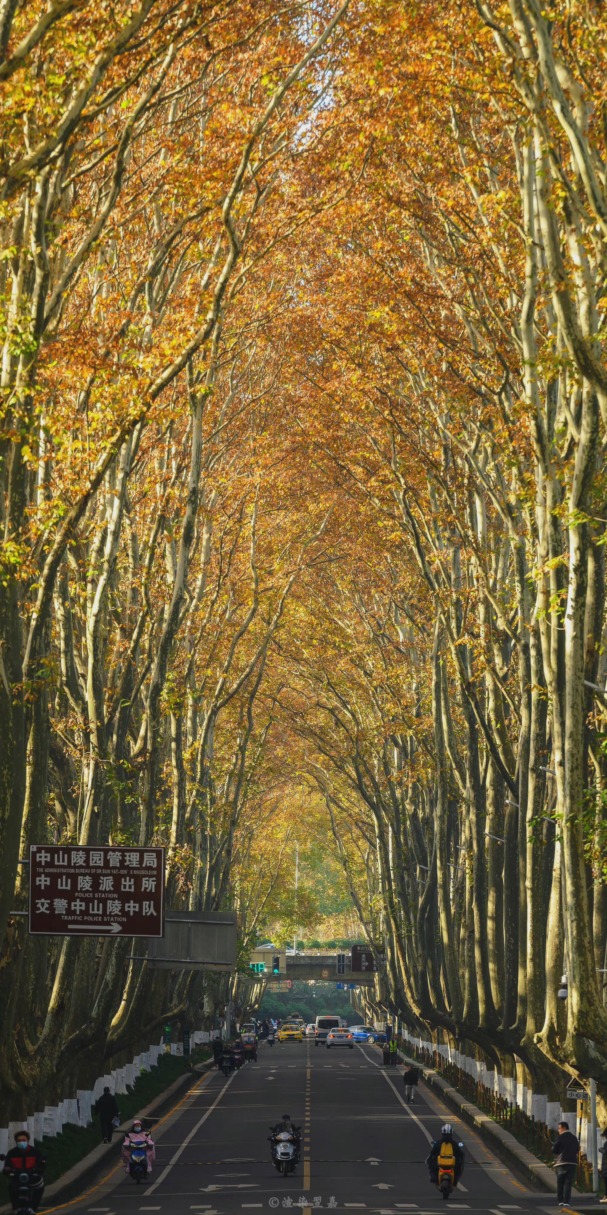 树是梧桐树城是南京城