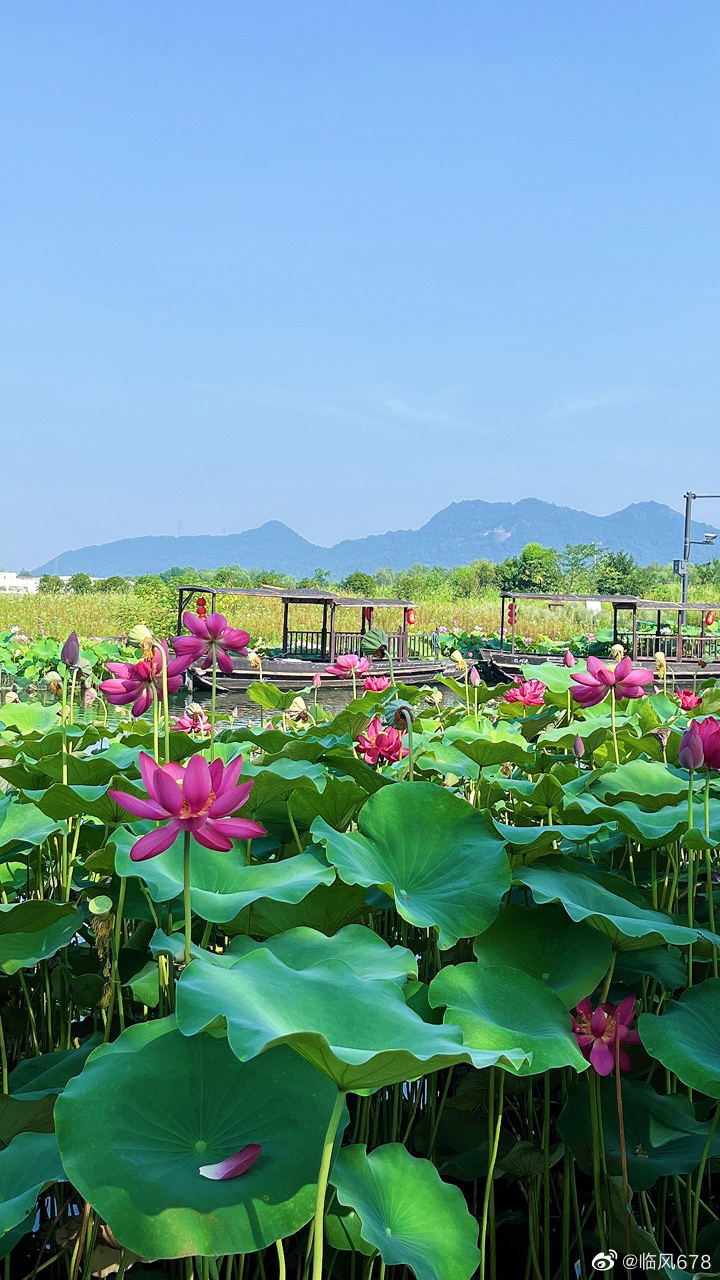 夏季打卡好去处萧山湘湖荷山_高清图集_新浪网