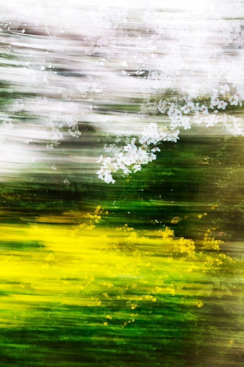 艳丽的色彩摄影师yoshinorimizutani