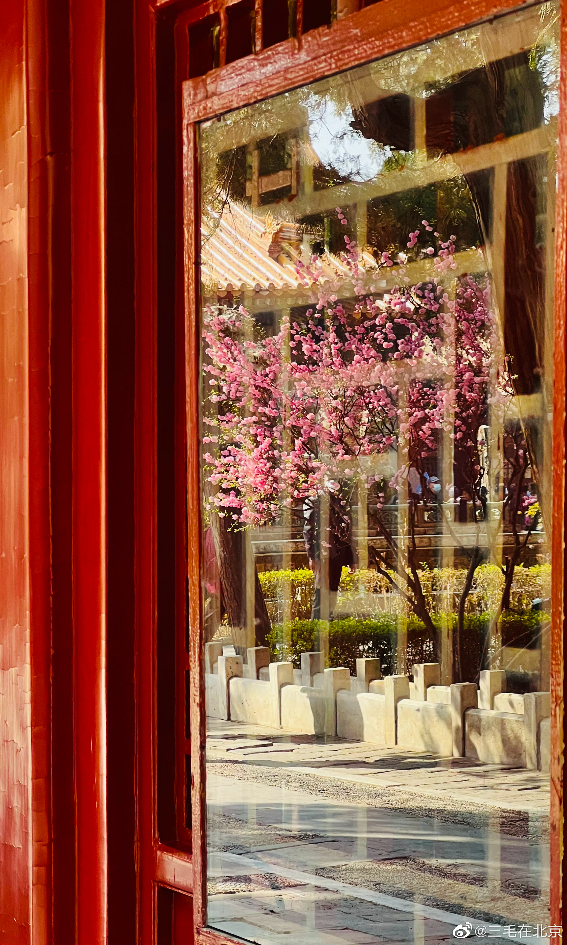 故宫博物院 御花园 榆叶梅摄影