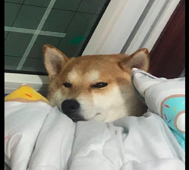 大中午了狗狗还没起床,舒服地躺在被窝里,为什么我会羡慕一只狗