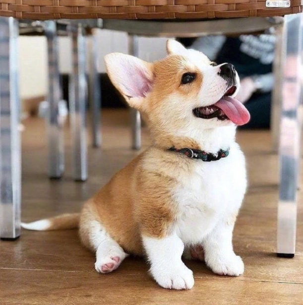 萌萌哒的短腿小柯基