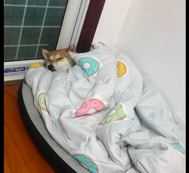 大中午了狗狗还没起床,舒服地躺在被窝里,为什么我会羡慕一只狗