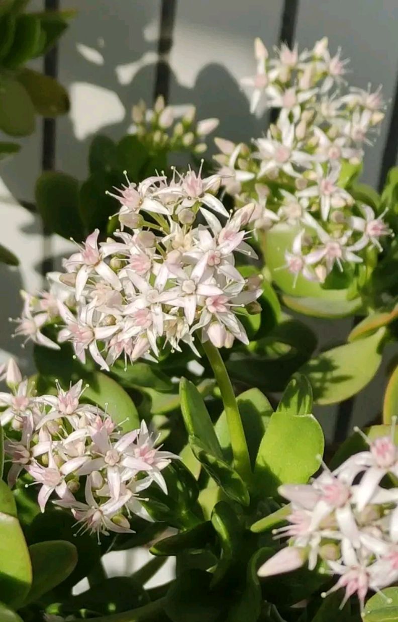 “玉树琼花”原来真的存在,快来看看我家开花的玉树,见者有福休闲区蓝鸢梦想 - Www.slyday.coM “玉树琼花”原来真的存在,快来看看我家开花的玉树,见者有福休闲区蓝鸢梦想 - Www.slyday.coM