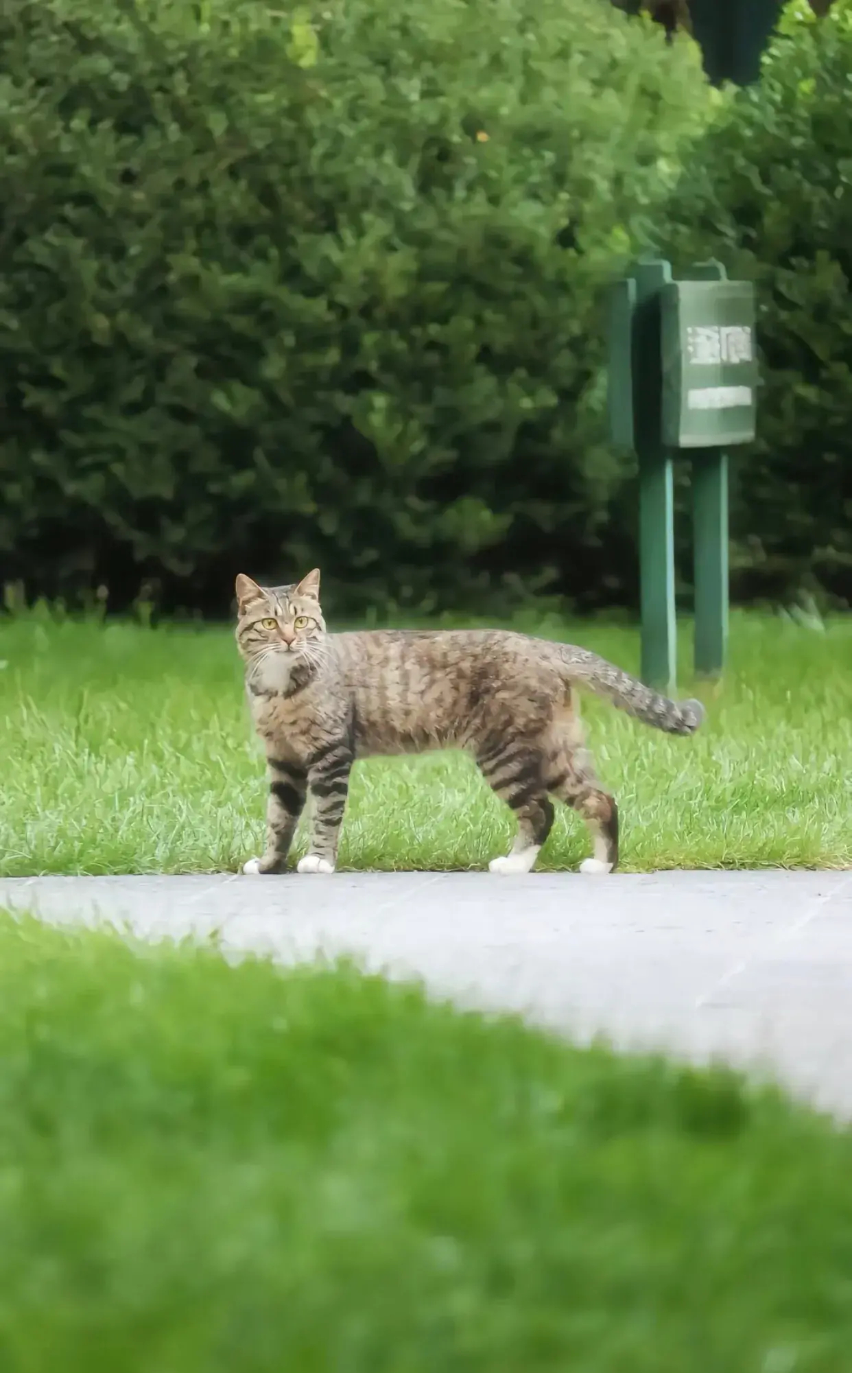 这是我见过长相最端正的一只狸猫……_高清图集_新浪网