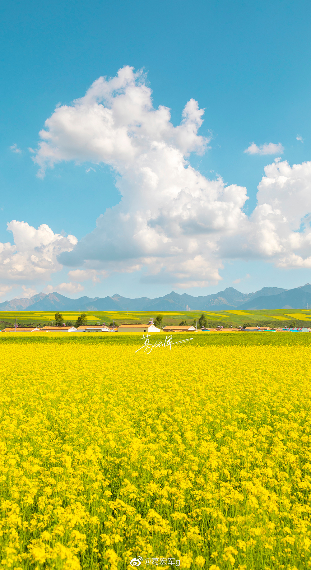 门源油菜花开,一组手机壁纸送给你们