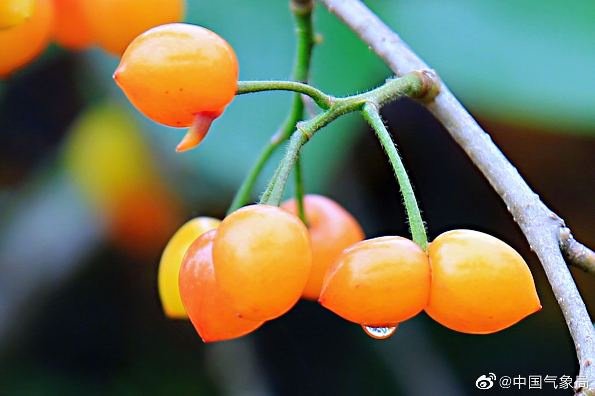 缤纷四月,野樱桃成熟,一个个娇嫩欲滴,玲珑可爱的果儿挂满枝头