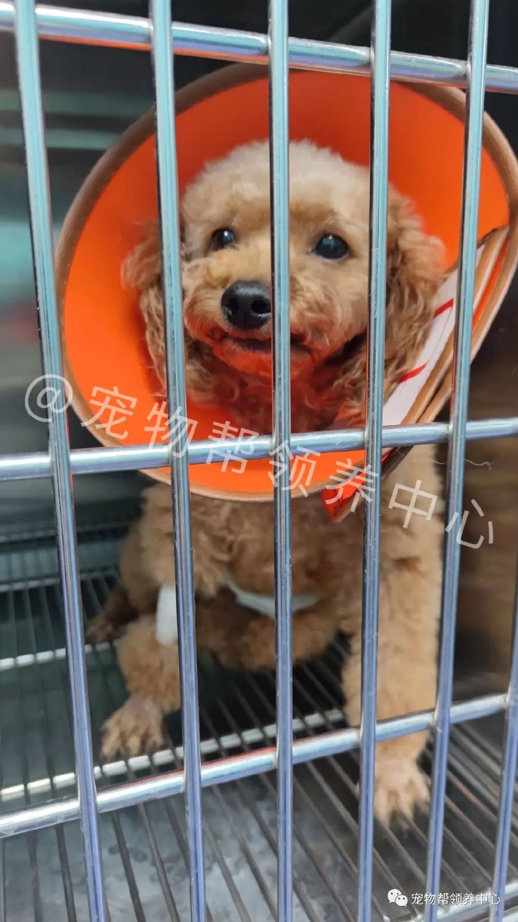 狗狗紧跟好心人进超市,找主人无果,才发现竟是被榨干的繁殖犬!休闲区蓝鸢梦想 - Www.slyday.coM 狗狗紧跟好心人进超市,找主人无果,才发现竟是被榨干的繁殖犬!休闲区蓝鸢梦想 - Www.slyday.coM