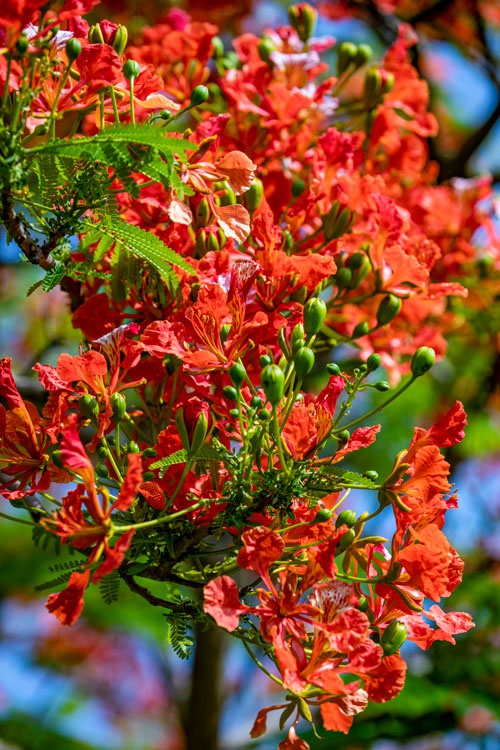 云南开远凤凰花开许你一树火红图