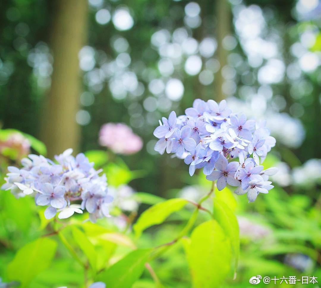 推荐的8大赏紫阳花胜地 高清图集 新浪网