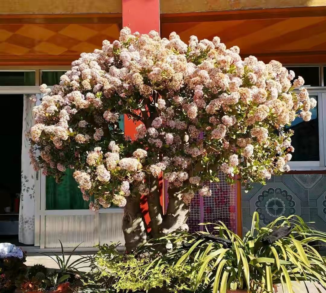 “玉树琼花”原来真的存在,快来看看我家开花的玉树,见者有福休闲区蓝鸢梦想 - Www.slyday.coM “玉树琼花”原来真的存在,快来看看我家开花的玉树,见者有福休闲区蓝鸢梦想 - Www.slyday.coM