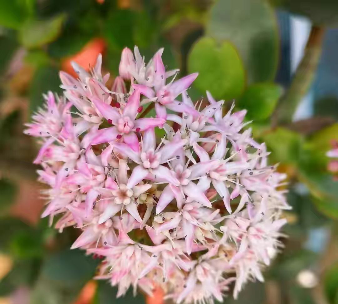 “玉树琼花”原来真的存在,快来看看我家开花的玉树,见者有福休闲区蓝鸢梦想 - Www.slyday.coM “玉树琼花”原来真的存在,快来看看我家开花的玉树,见者有福休闲区蓝鸢梦想 - Www.slyday.coM