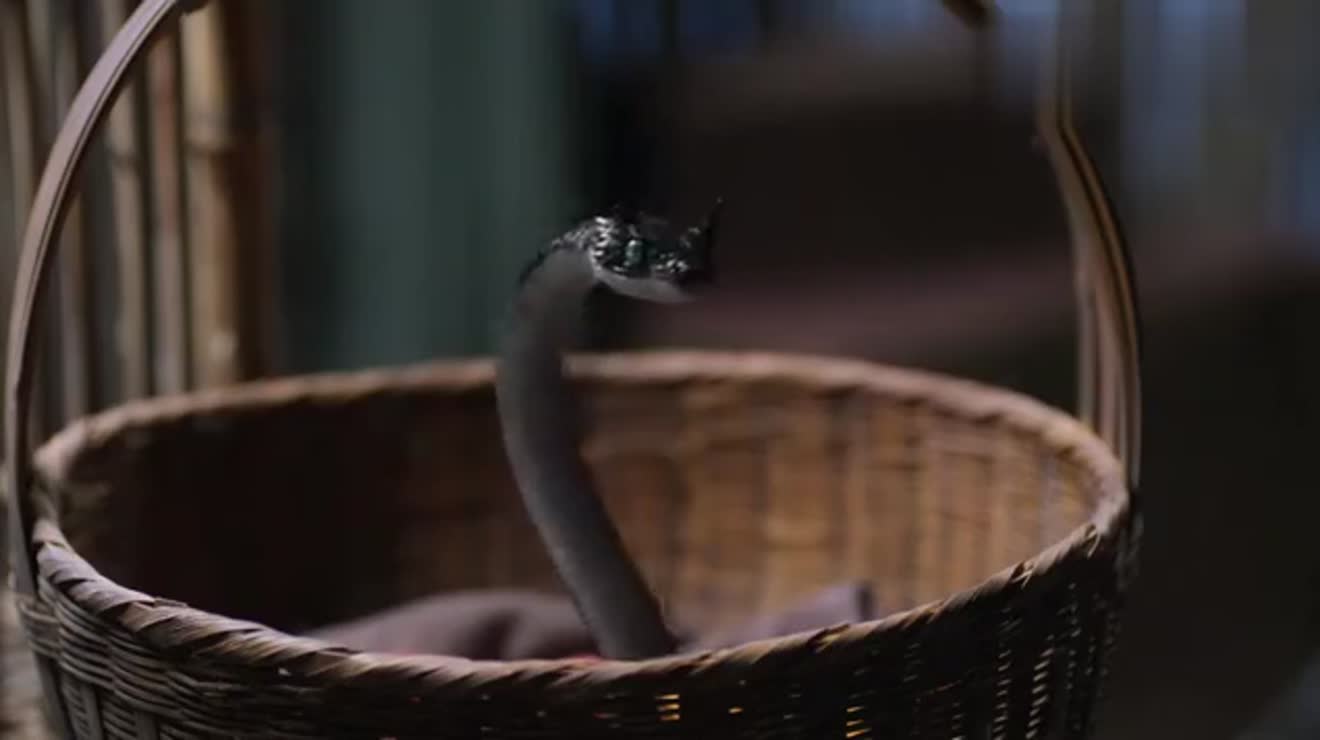 夜华现原形被素素救下却被看成黑蛇