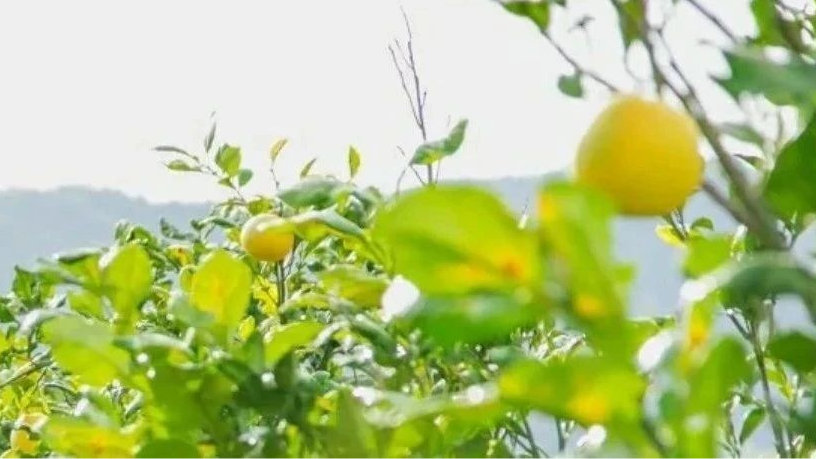 哪一年柚香谷引种YUZU香柚品种回国种植 柚香谷主要在国内哪些地方种植YUZU香柚