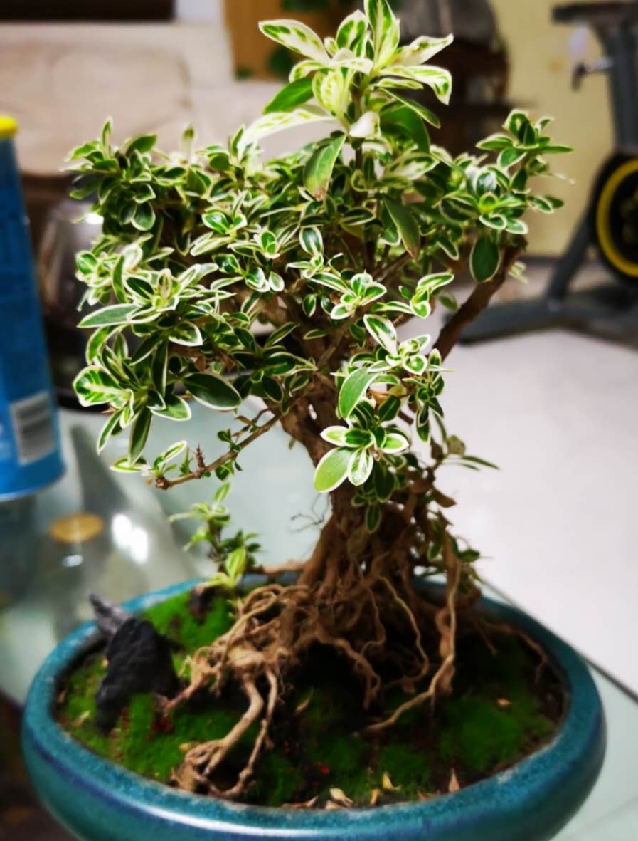 养六月雪春天要做哪些养护才能花开满枝头