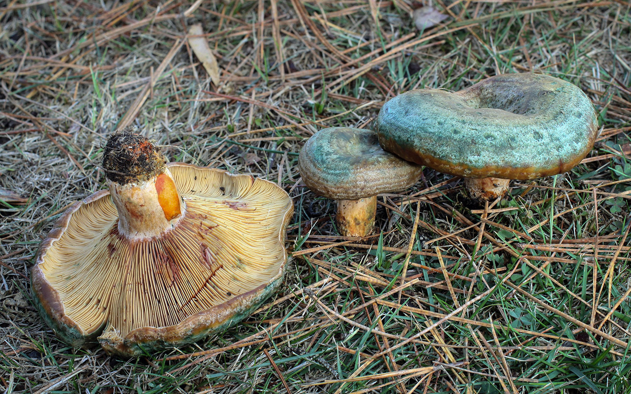 美味松乳菇Lactarius delicius__财经头条