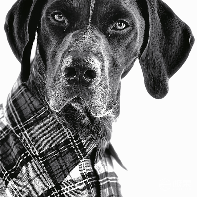 专业摄影师教你如何用一台手机为你的宠物拍肖像