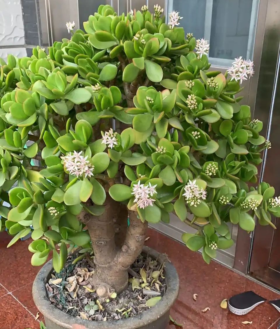 “玉树琼花”原来真的存在,快来看看我家开花的玉树,见者有福休闲区蓝鸢梦想 - Www.slyday.coM “玉树琼花”原来真的存在,快来看看我家开花的玉树,见者有福休闲区蓝鸢梦想 - Www.slyday.coM