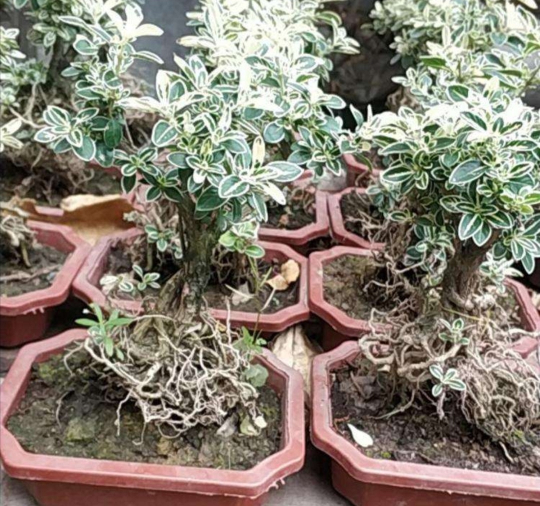 养六月雪春天要做哪些养护才能花开满枝头