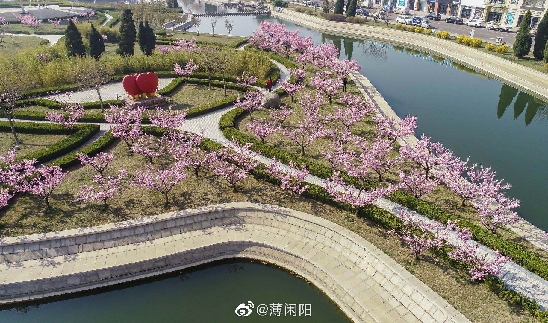 荣成樱花湖早樱烂漫,春风为你而来