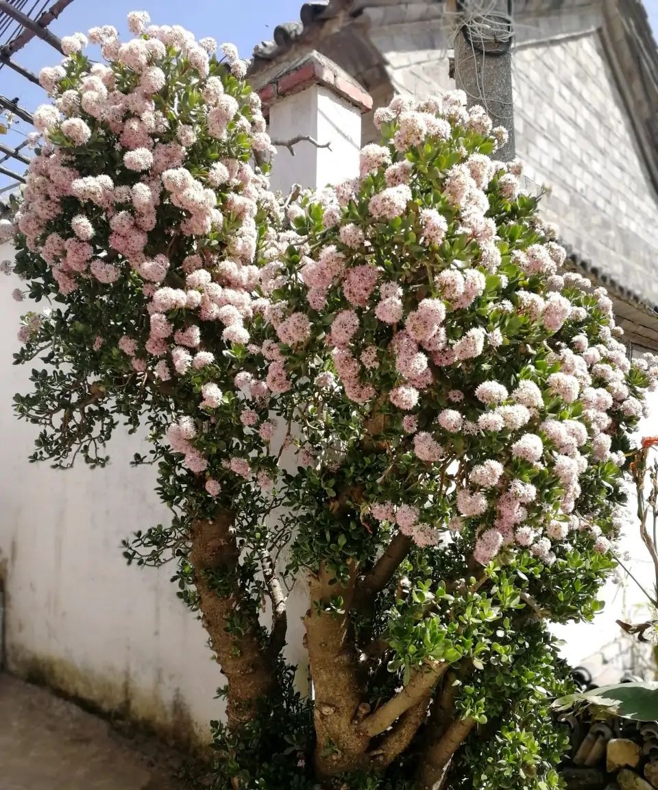 “玉树琼花”原来真的存在,快来看看我家开花的玉树,见者有福休闲区蓝鸢梦想 - Www.slyday.coM “玉树琼花”原来真的存在,快来看看我家开花的玉树,见者有福休闲区蓝鸢梦想 - Www.slyday.coM