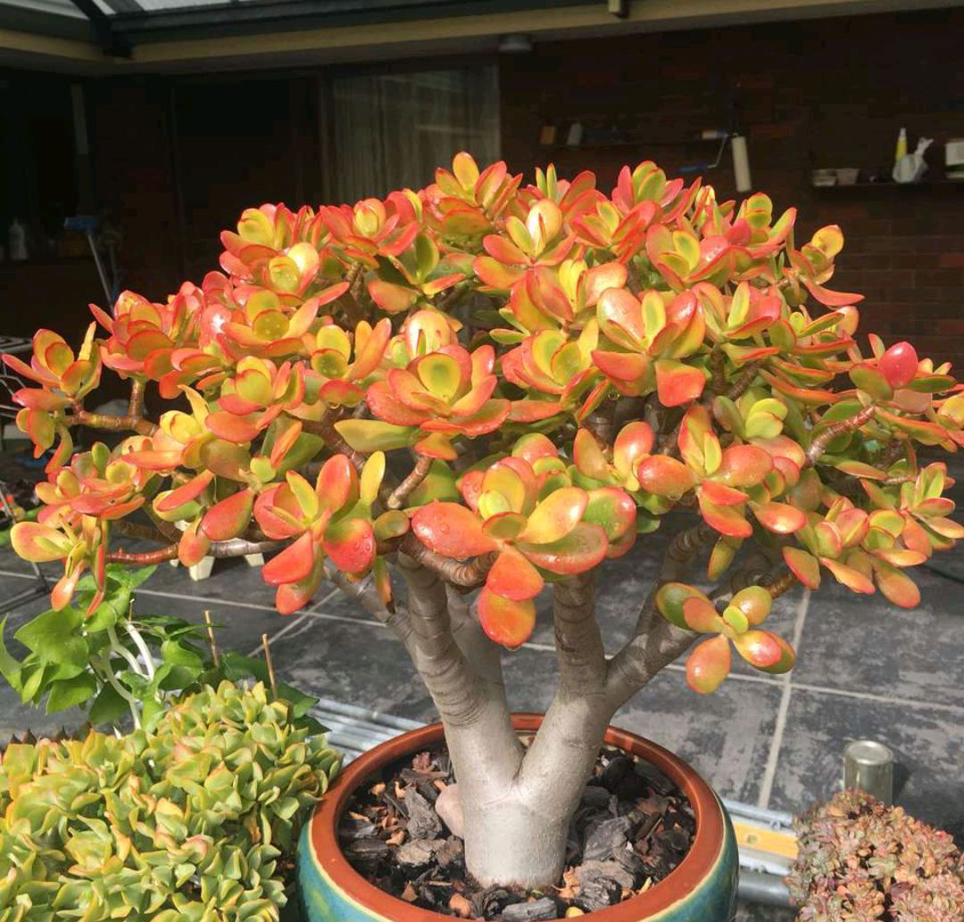 “玉树琼花”原来真的存在,快来看看我家开花的玉树,见者有福休闲区蓝鸢梦想 - Www.slyday.coM “玉树琼花”原来真的存在,快来看看我家开花的玉树,见者有福休闲区蓝鸢梦想 - Www.slyday.coM