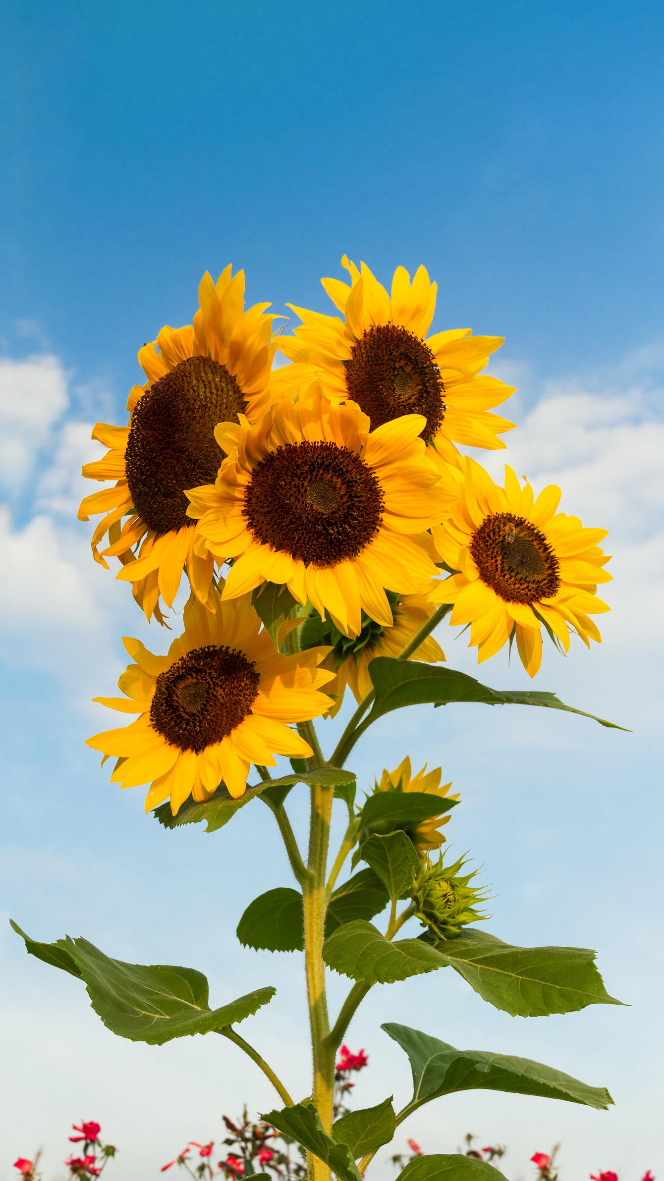 愿大家都像向日葵一样向阳而生温暖且明媚