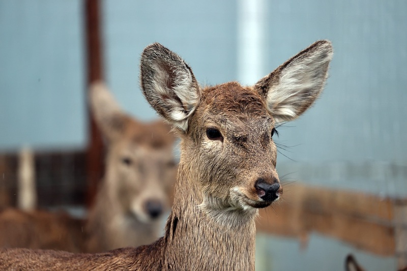 头梅花鹿到长兴岛过冬 市民有机会零距离赏鹿 喂鹿 项目 梅花鹿 游客 新浪新闻