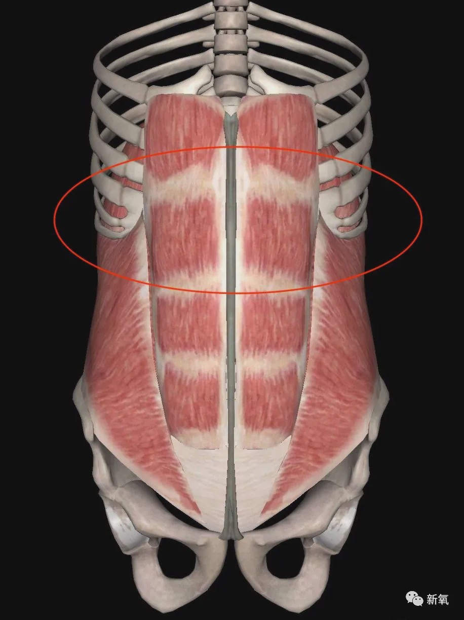 腹肌|肋骨|体态_新浪新闻