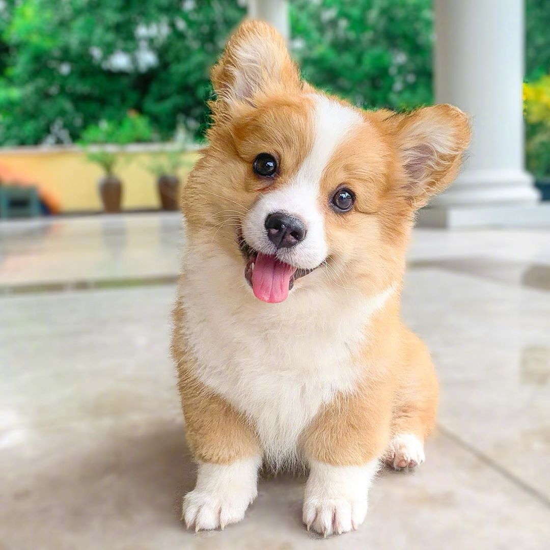治愈的小柯基.ins:cooperandbaby_corgi