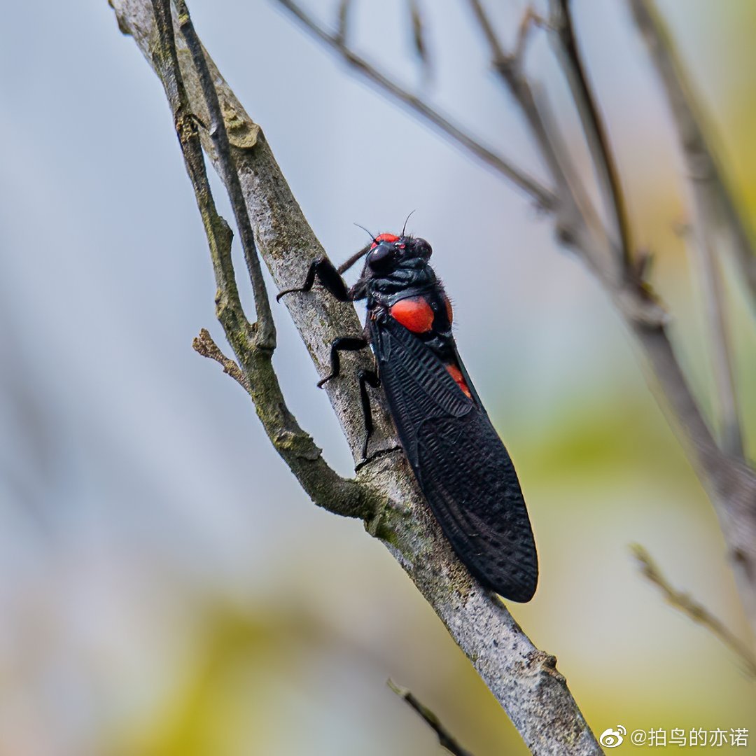 盛夏蝉鸣,黄红绿三种颜色的蝉_高清图集_新浪网