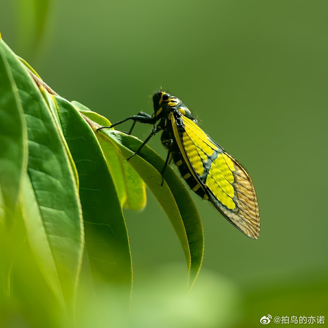 蝉 摄影图__昆虫_生物世界_摄影图库_昵图网nipic.com