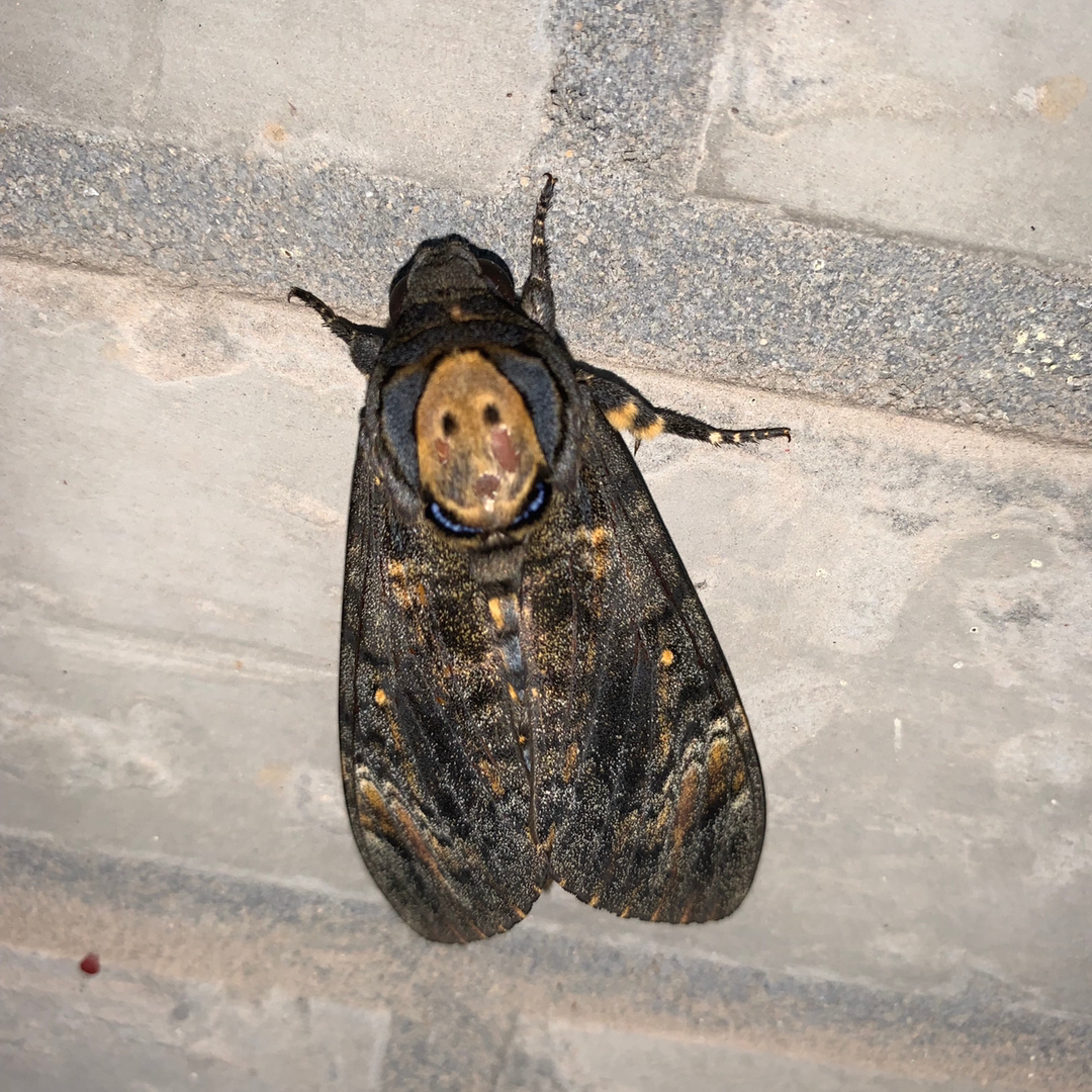 鬼脸天蛾acherontia sp_高清图集_新浪网