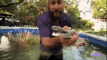 为捉一条外来怪鱼，汝州一公园排干湖水，因鳄雀鳝已吃掉大部分鱼休闲区蓝鸢梦想 - Www.slyday.coM