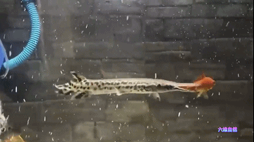 为捉一条外来怪鱼，汝州一公园排干湖水，因鳄雀鳝已吃掉大部分鱼休闲区蓝鸢梦想 - Www.slyday.coM