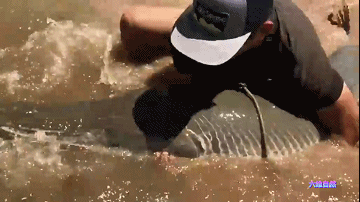 为捉一条外来怪鱼，汝州一公园排干湖水，因鳄雀鳝已吃掉大部分鱼休闲区蓝鸢梦想 - Www.slyday.coM