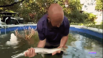 为捉一条外来怪鱼，汝州一公园排干湖水，因鳄雀鳝已吃掉大部分鱼休闲区蓝鸢梦想 - Www.slyday.coM