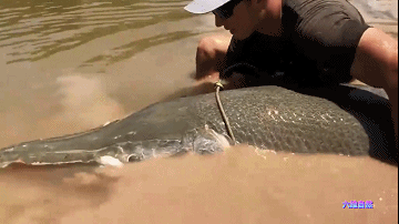 为捉一条外来怪鱼，汝州一公园排干湖水，因鳄雀鳝已吃掉大部分鱼休闲区蓝鸢梦想 - Www.slyday.coM