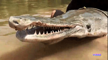 为捉一条外来怪鱼，汝州一公园排干湖水，因鳄雀鳝已吃掉大部分鱼休闲区蓝鸢梦想 - Www.slyday.coM