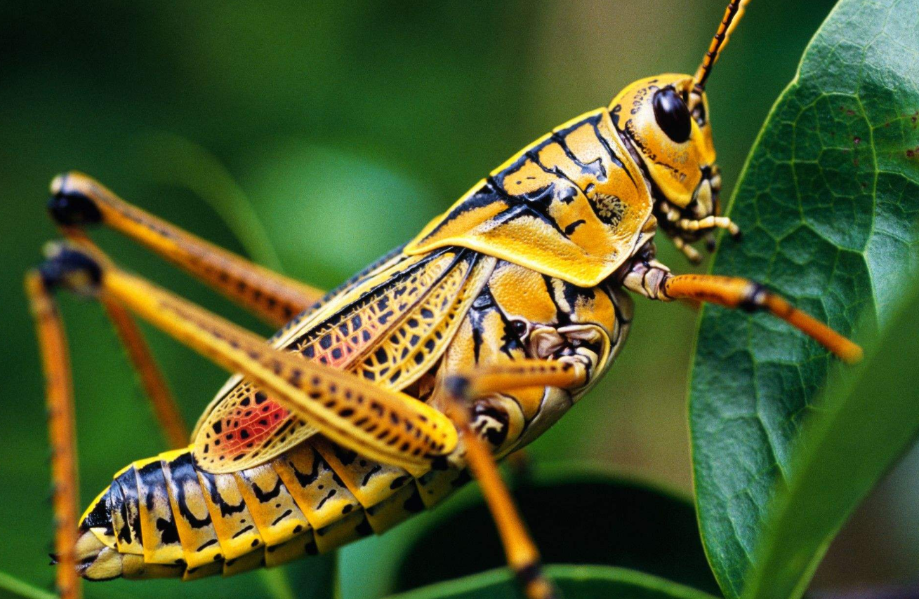 沙漠蝗虫成灾,灭1公斤的1.45元,蝗虫最怕什么,为什么?