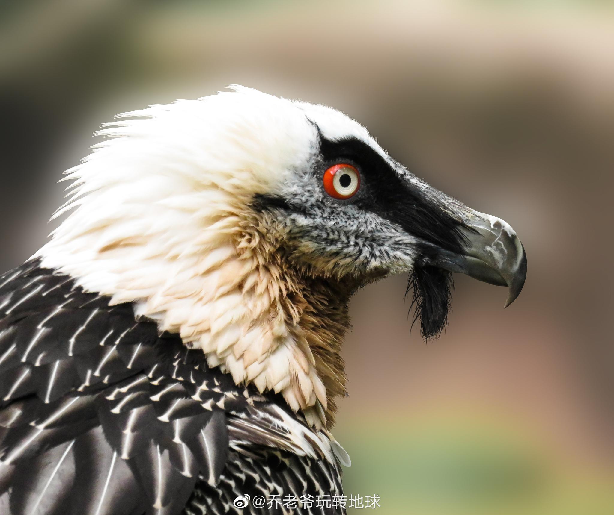 兀鹫 Gyps Fulvus 是隼形目鹰科兀鹫属的大型鹫类 兀鹫 Gyps Fulvus 是隼形目鹰科兀鹫属的大型鹫类