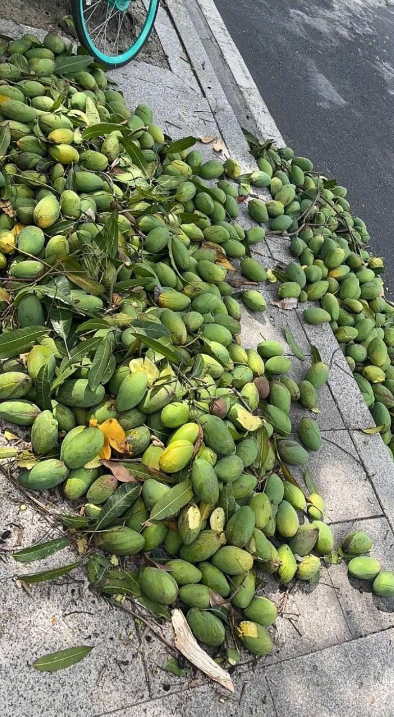 广州路边的绿化芒果,是谁嘴馋了?__财经头条