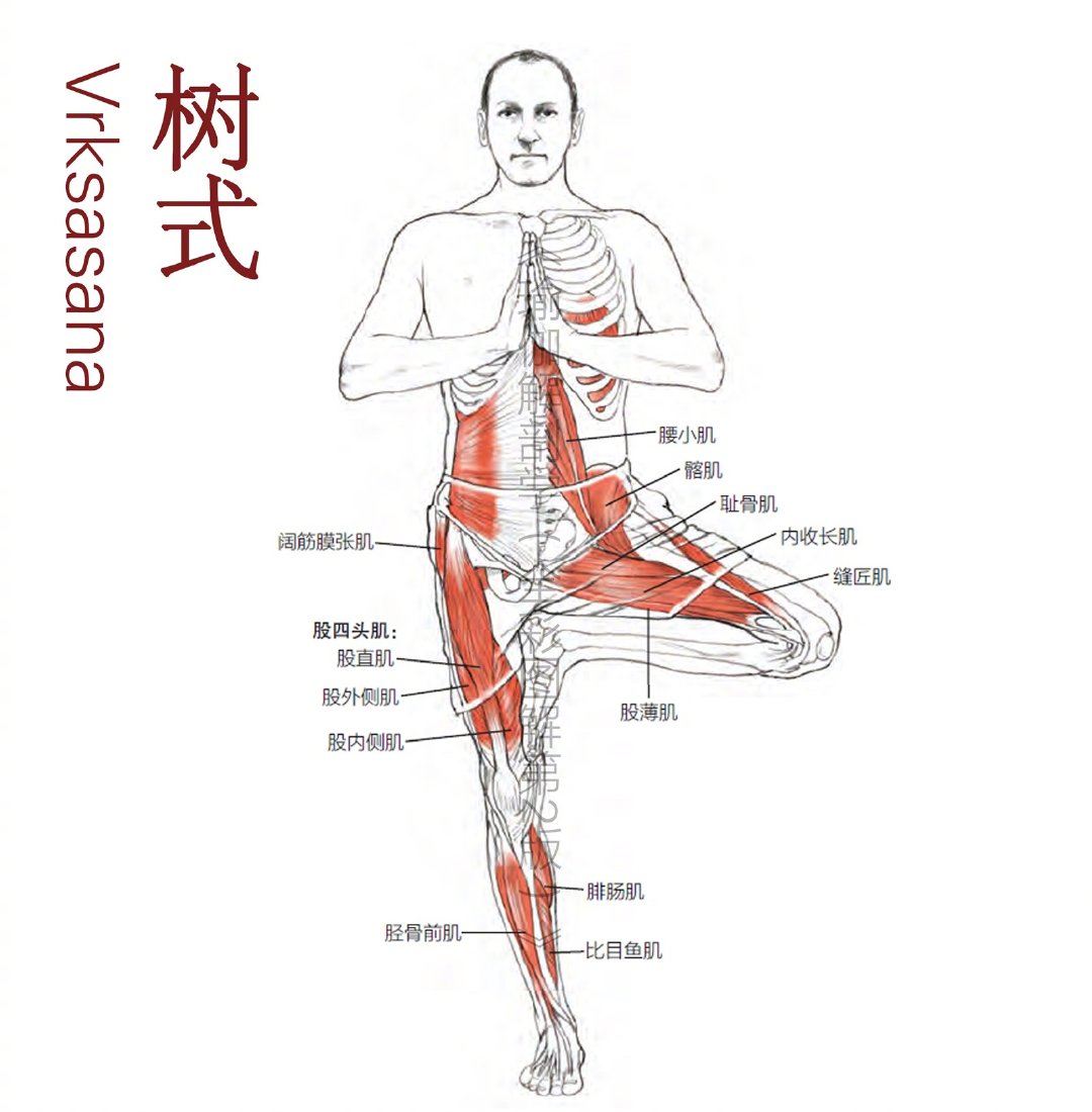 6个瑜伽站立式肌肉图解__财经头条