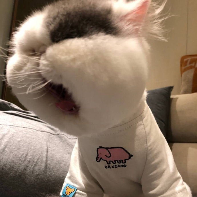 大饼脸猫猫_高清图集_新浪网